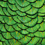 a close up of a green bird's feathers